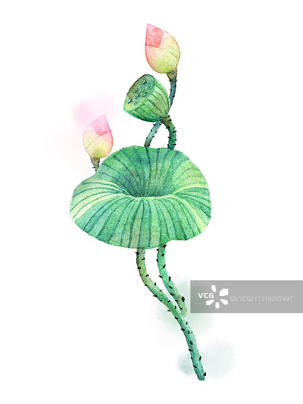 小荷才露尖尖角图片素材