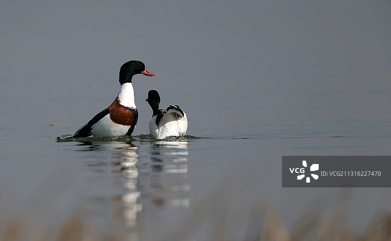 翘鼻麻鸭图片素材