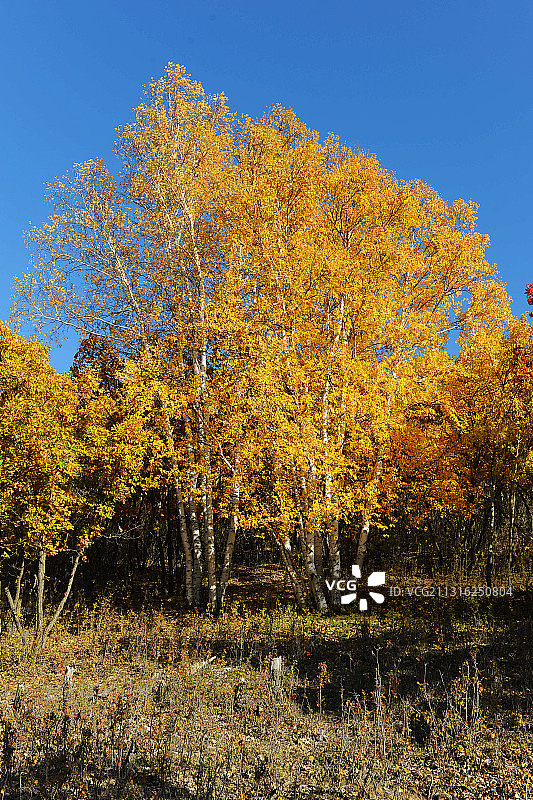 内蒙古乌兰布统，盘龙峡谷秋景图片素材