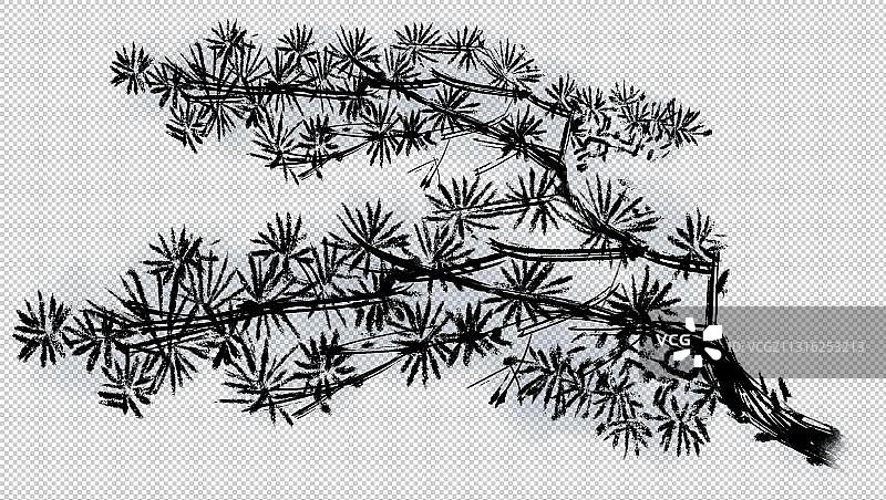 松树枝图片素材