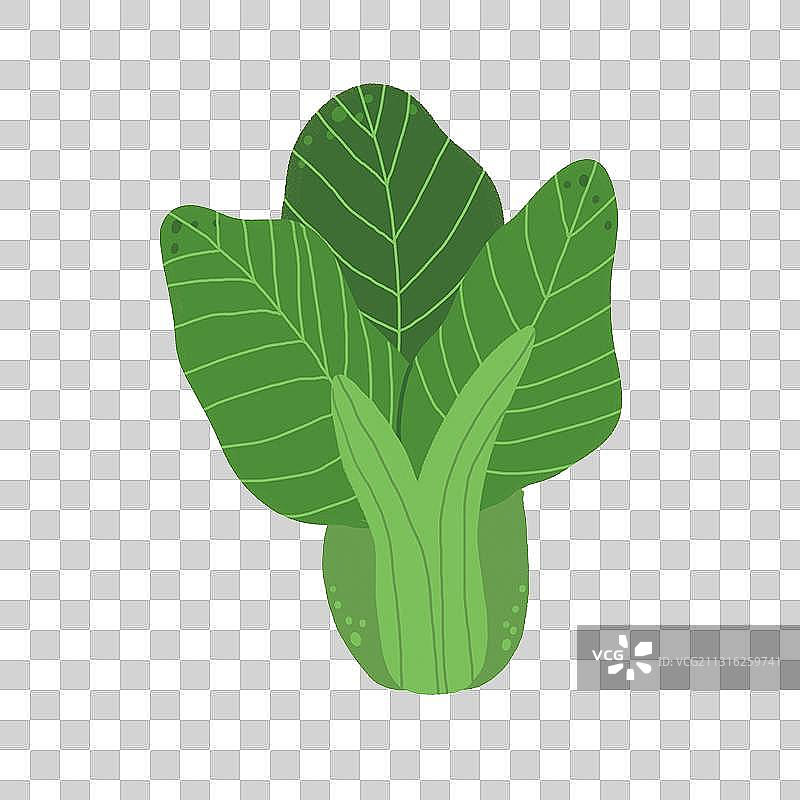 油菜插画素材图片素材