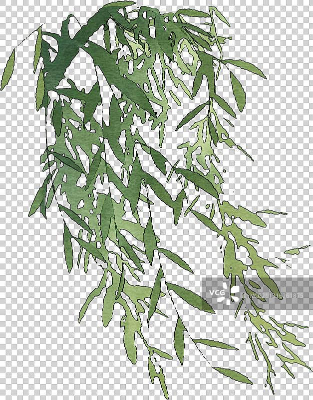 柳树枝图片素材