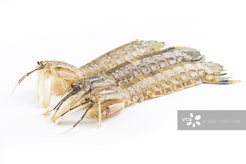 鲜活赖尿虾图片素材