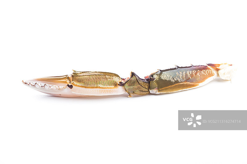 新鲜螃蟹钳图片素材