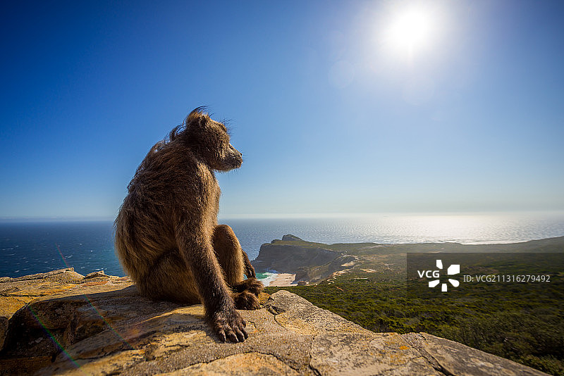 一只豚尾狒狒在好望角角点欣赏好望角的景色图片素材