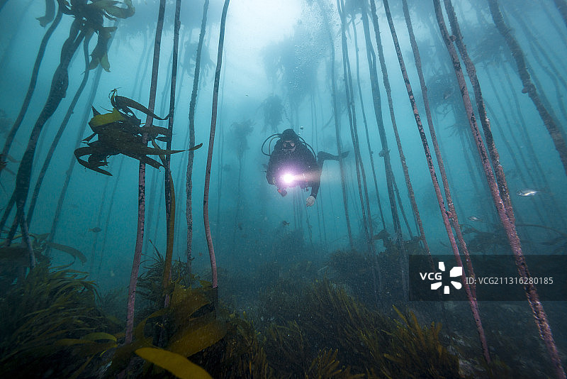 水肺潜水员在南非福尔斯湾的海带森林中图片素材