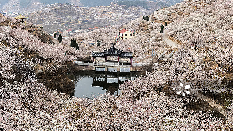樱桃花开满山图片素材