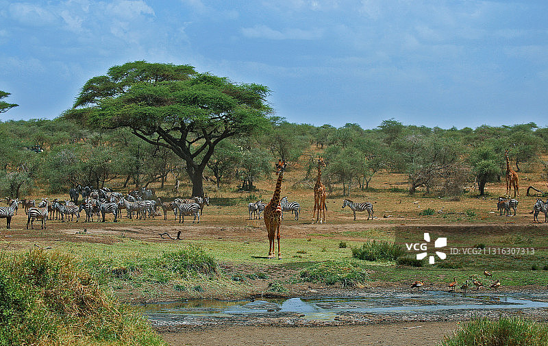 塞伦盖蒂大草原图片素材