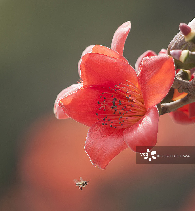 蜜蜂与红棉花图片素材