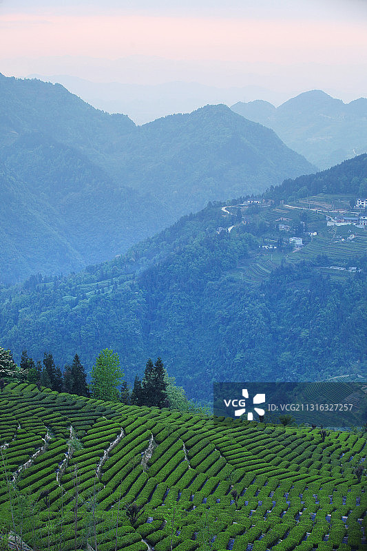 茶园,自然美,中国文化图片素材