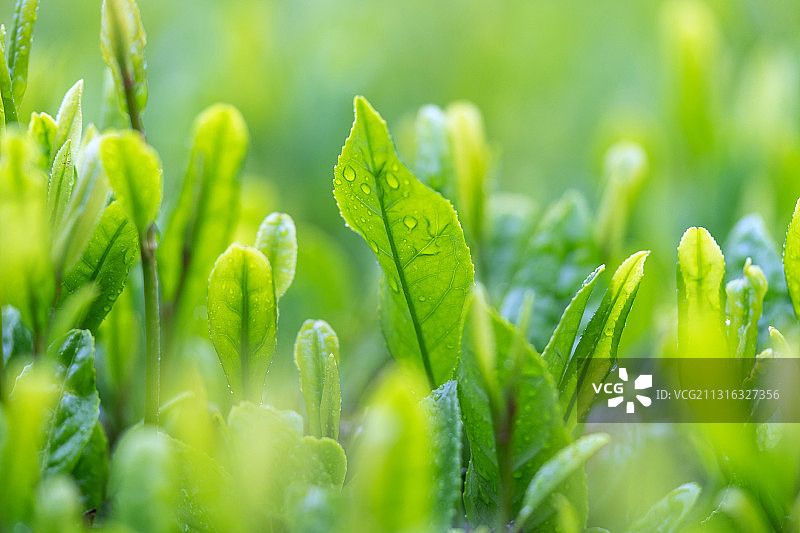 茶叶特写,自然美,纯净,生长图片素材