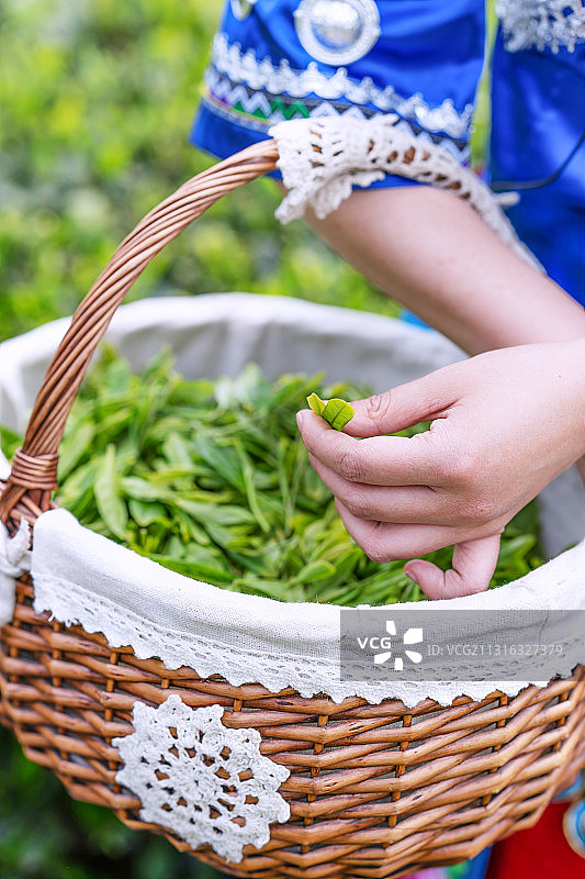 人的手,采摘茶叶,中国文化图片素材