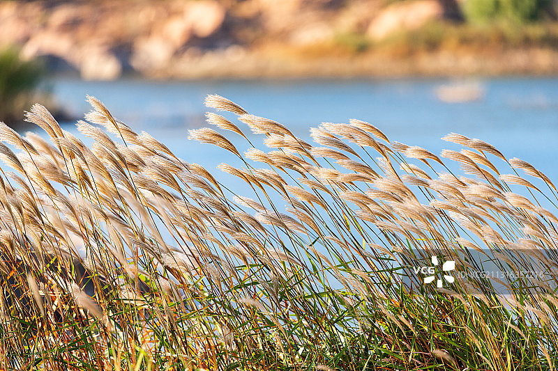 秋天随风飘荡的芦苇花图片素材
