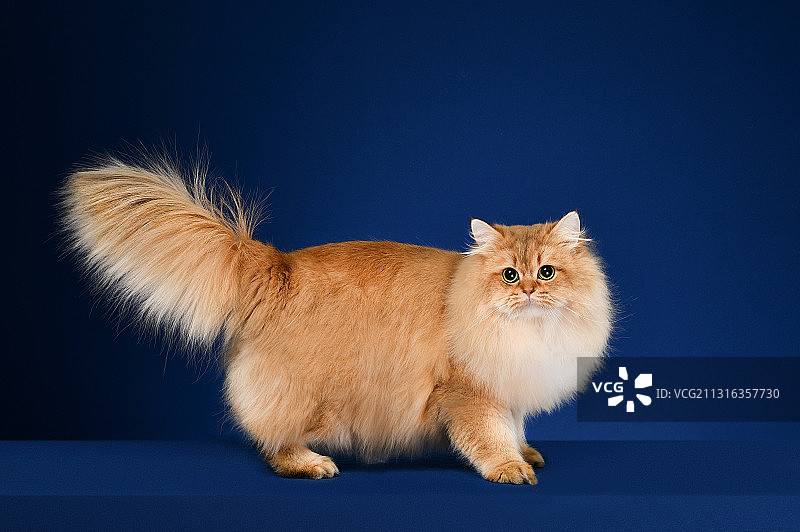 英国长毛金渐层图片素材