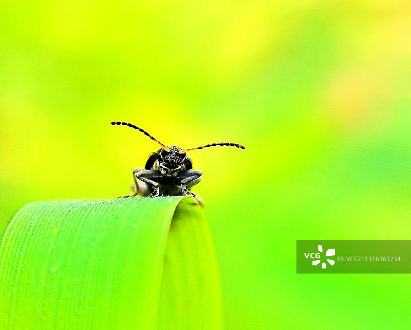 守城大将图片素材