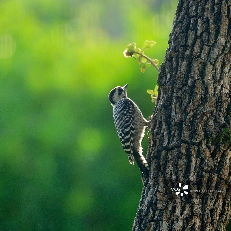 纹背啄木鸟图片素材