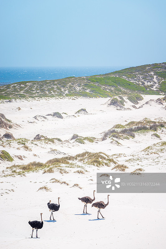 在好望角自然保护区沙丘中行走的野生鸵鸟图片素材
