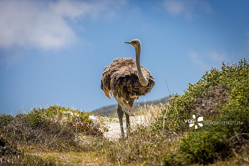 好望角自然保护区中的野生鸵鸟图片素材