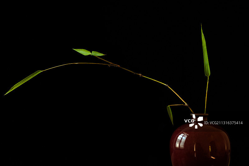 居有竹图片素材