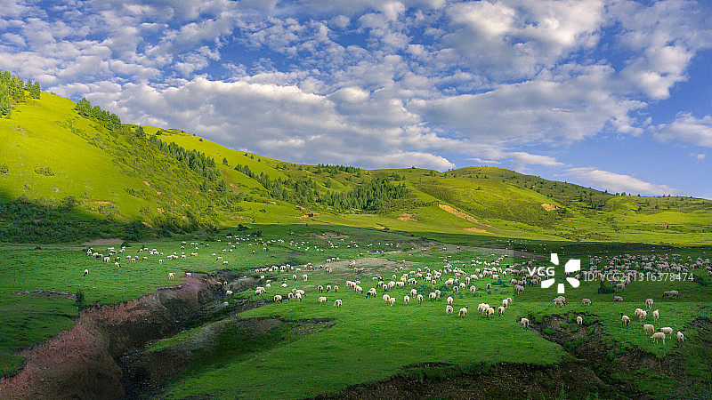 西藏宗巴拉山上的放牧羊群图片素材