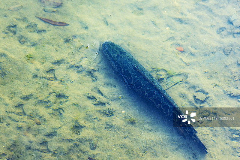 水下冻僵的鱼图片素材