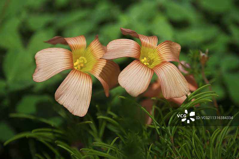 酢浆草图片素材