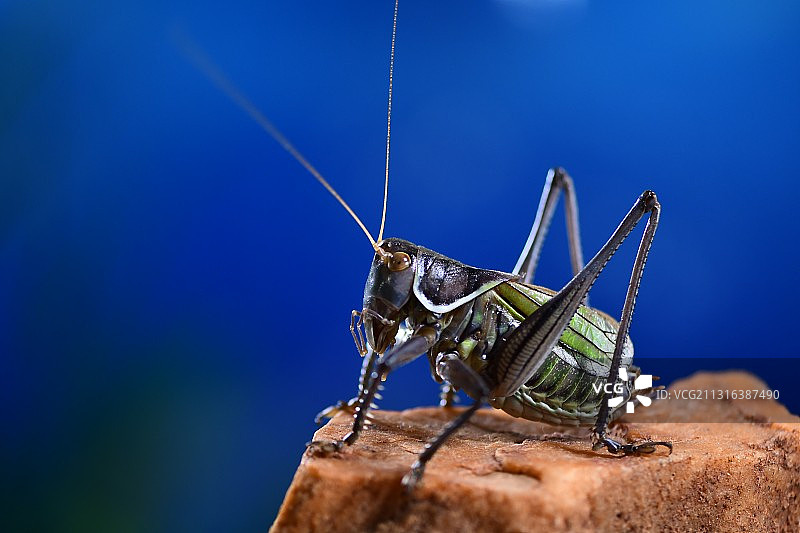 第一次冬季在家自己蚡虫儿，这是新脱刚下杠的铁皮蝈蝈。图片素材