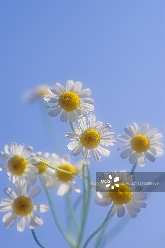 一束清新图片素材