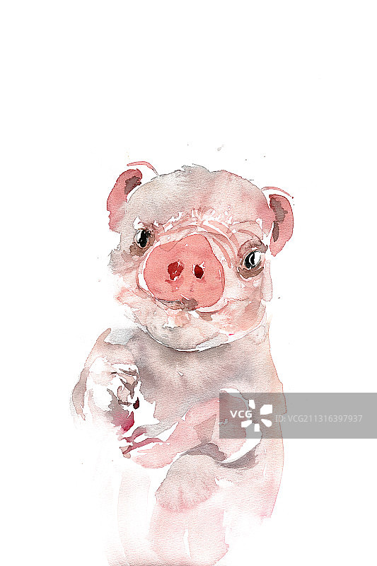 可爱的小猪图片素材