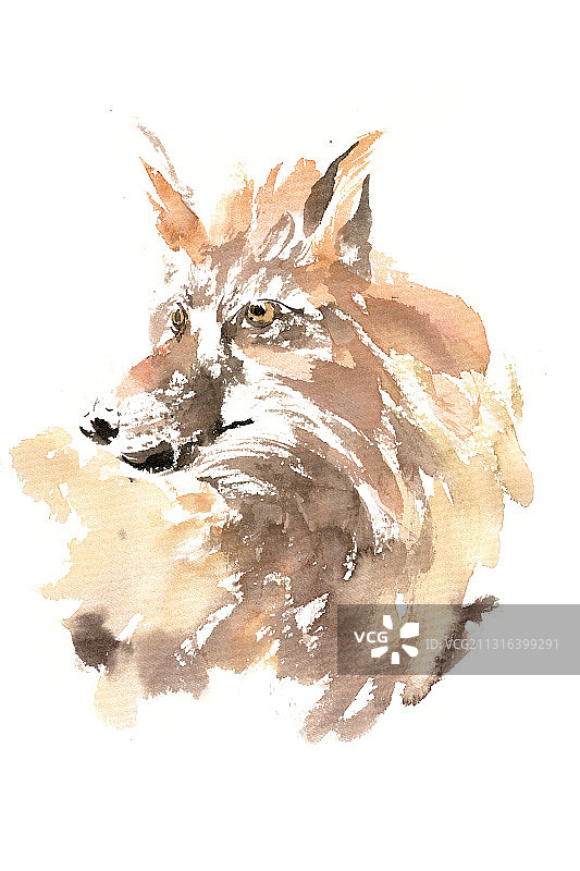 狡猾的狐狸图片素材