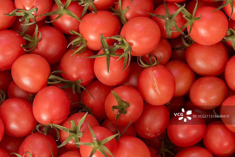 《西红柿》图片素材