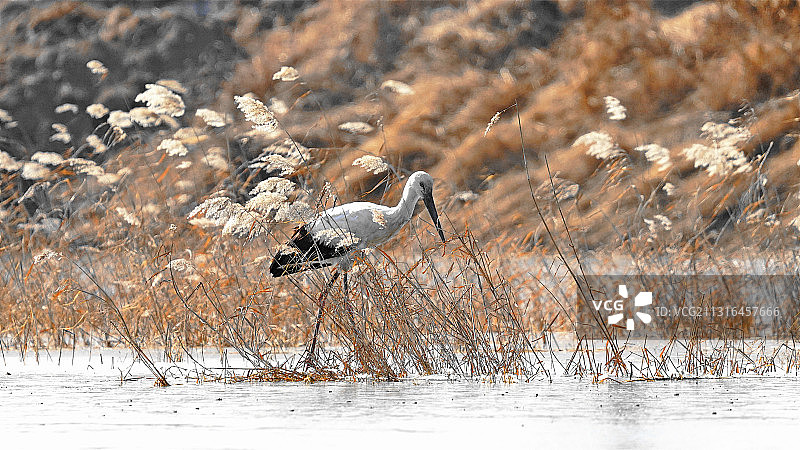 _DSC9128东方白鹳图片素材