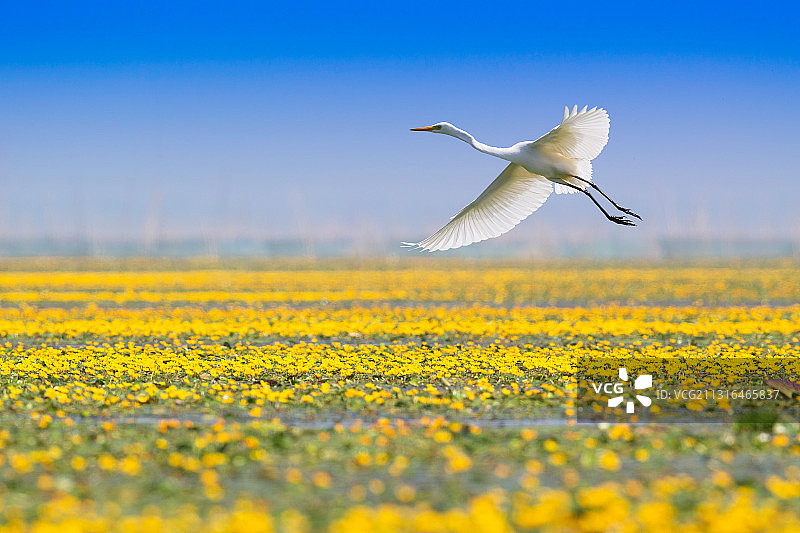 花海之上白鹭飞图片素材