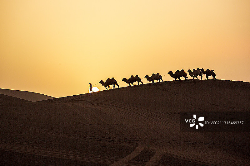 夕阳下的驼铃图片素材