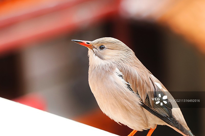 萌萌哒图片素材