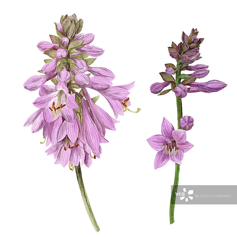 手绘精致的紫色玉簪花图片素材