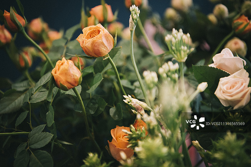 花店里的玫瑰花特写图片素材