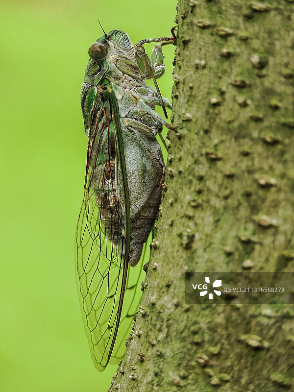 蒙古寒蝉图片素材