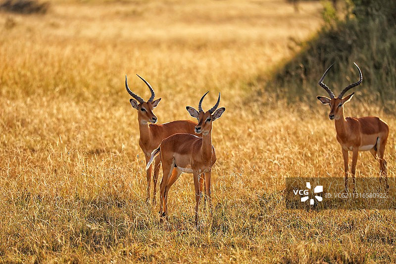 黑斑羚对视图片素材