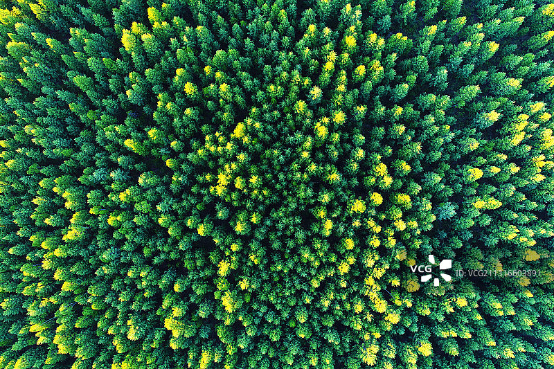 航拍大兴安岭翠绿林海密林图片素材