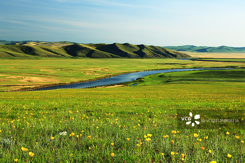 呼伦贝尔绿色牧场盛开的野花图片素材