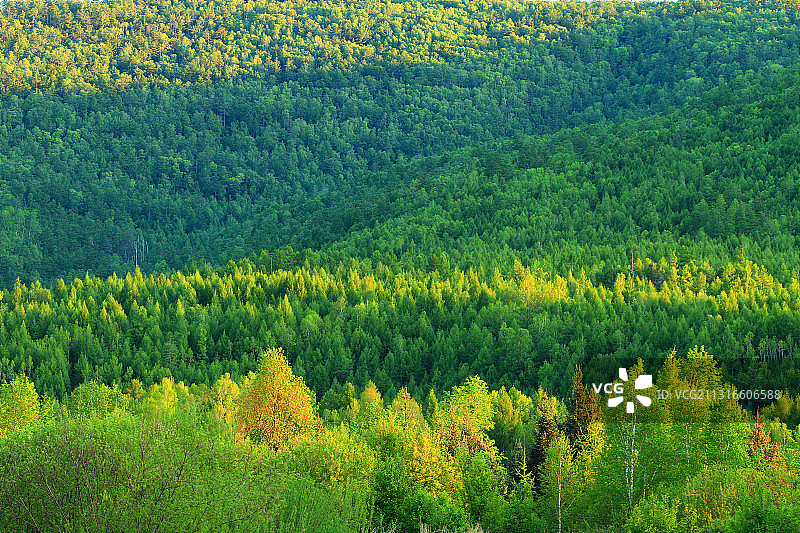 大兴安岭绿色林海树林图片素材