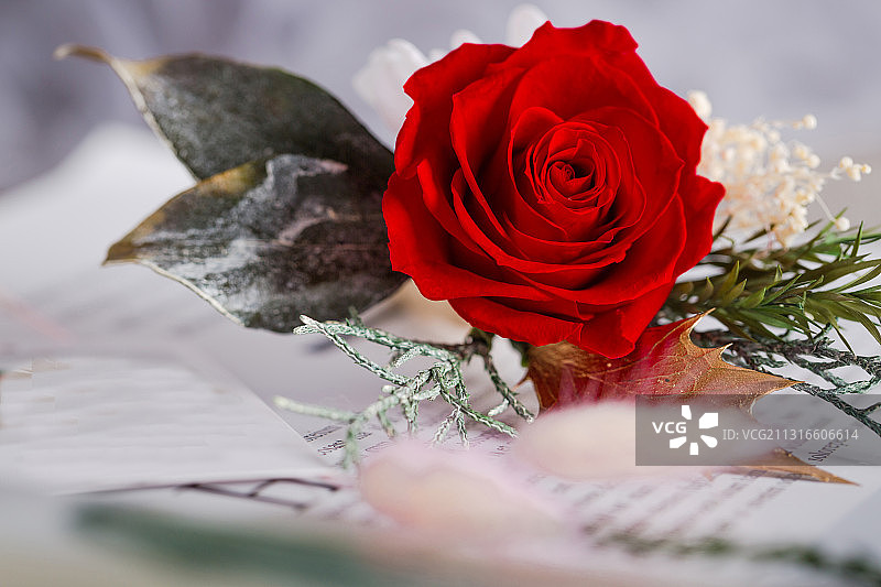 永生花 干花 ins风 玫瑰 干花 胸花 插花 装饰 佩戴图片素材