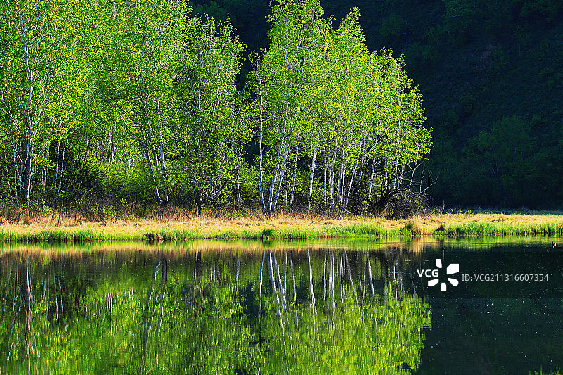 大兴安岭森林湖白桦林图片素材
