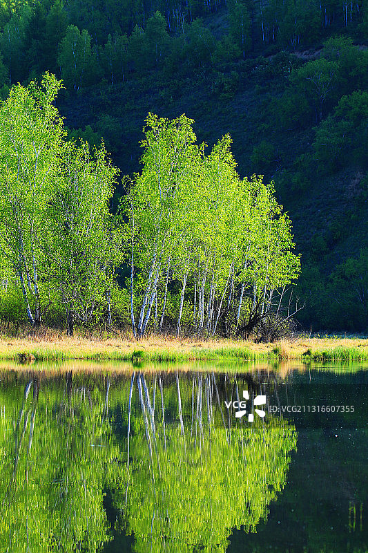 大兴安岭森林湖白桦林图片素材
