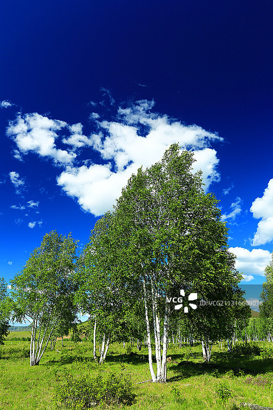 原野白桦林图片素材