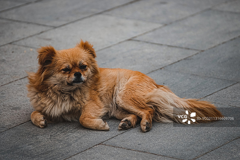 西藏猎犬图片素材