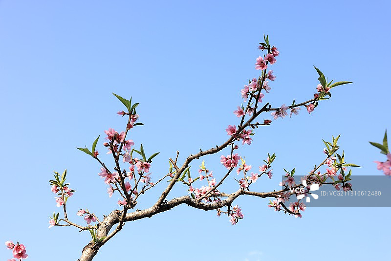 云南 桃花图片素材