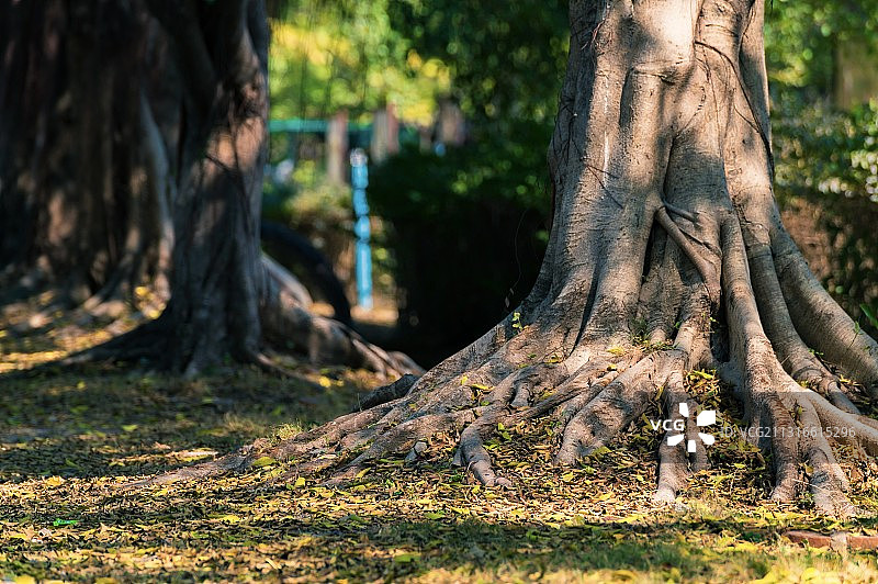 林中漫步图片素材