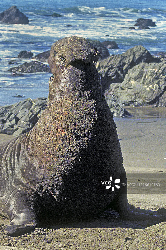 海滩上的北部象海豹公牛特写图片素材